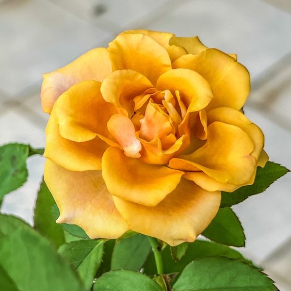 A close-up of Rose 'Midas Touch' Bush Form in bloom, featuring its yellow petals and green leaves against a blurred, light-tiled background.