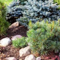Compact & Dwarf Conifers & Pines