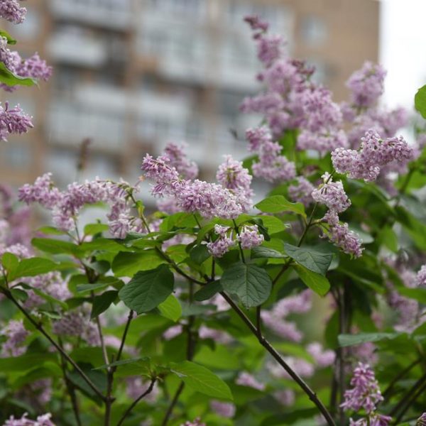 Lilac flowers with green leaves in the foreground, with a blurred apartment building in the background.