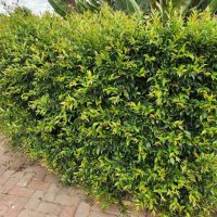A dense green hedge with small leaves grows alongside a paved walkway.