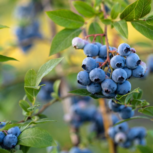Clusters of ripe blueberries from the Vaccinium 'Caroline' Blueberry plant hang from the bush, nestled among vibrant green leaves.