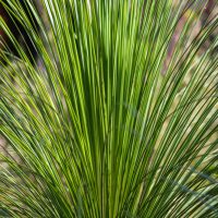 Close-up of a green palm frond with long, slender leaves radiating outward against a blurred background.