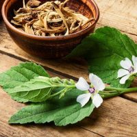 The Althaea 'Marshmallow Root' 4" Pot sits beside fresh green leaves and delicate white flowers on a wooden surface, capturing the gentle essence of Althaea in every detail.