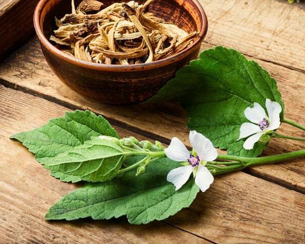 The Althaea 'Marshmallow Root' 4" Pot sits beside fresh green leaves and delicate white flowers on a wooden surface, capturing the gentle essence of Althaea in every detail.