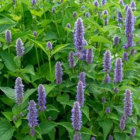 Dense patch of purple-flowered plants with green leaves, likely hyssop, in a garden or natural setting.