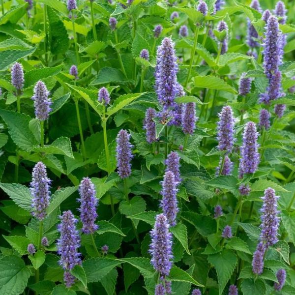 Dense patch of purple-flowered plants with green leaves, likely hyssop, in a garden or natural setting.