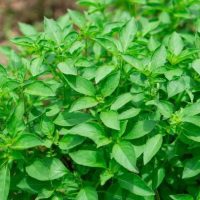 Basil 'Lemon' in a 4" pot grows outdoors with vibrant, broad green leaves; its lemon aroma adds freshness to the garden.