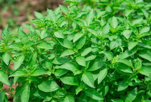 Basil 'Lemon' in a 4" pot grows outdoors with vibrant, broad green leaves; its lemon aroma adds freshness to the garden.