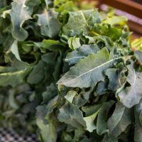 Broccoli 'Spigarello' 4" Pots filled with fresh leaves, evocative of kale, arranged on a checkered surface with water droplets glistening on them.