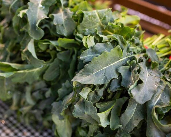 Broccoli 'Spigarello' 4" Pots filled with fresh leaves, evocative of kale, arranged on a checkered surface with water droplets glistening on them.