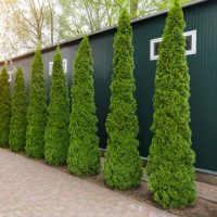 Tall, conical evergreen trees line a brick pathway beside a green metal building with small windows, under a canopy of leafy trees. thuja occidentalis green columnar conifer upright thin