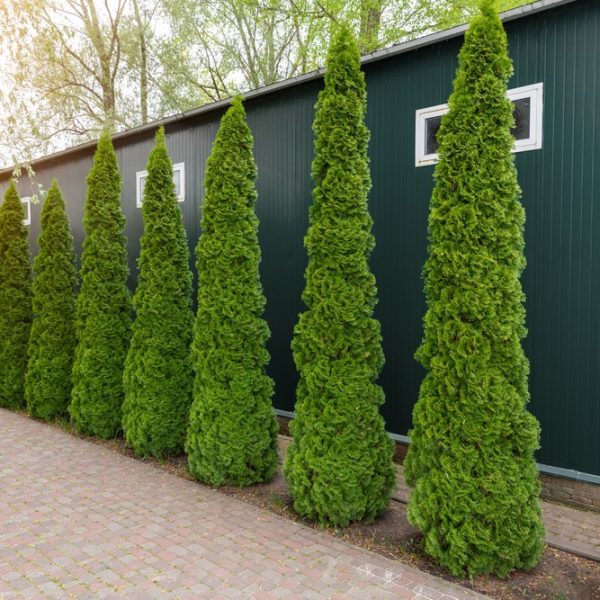 Tall, conical evergreen trees line a brick pathway beside a green metal building with small windows, under a canopy of leafy trees. thuja occidentalis green columnar conifer upright thin