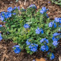 A patch of vibrant blue flowers with green leaves growing on a mulched garden bed.