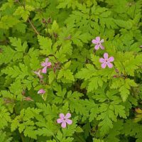 The Geranium 'Herb Robert' in a 4" pot features green foliage adorned with small pink flowers.