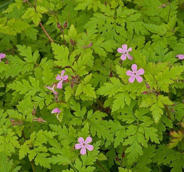 The Geranium 'Herb Robert' in a 4" pot features green foliage adorned with small pink flowers.