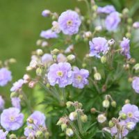 In a garden, green leaves and buds complement the pale purple, multi-petaled blossoms akin to the "Geranium 'Summer Skies'" thriving in a 6" pot.