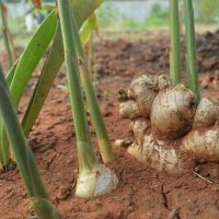 The Zingiber 'Ginger Root' 5" Pot features a thriving ginger plant with vibrant green stems and visible roots nestled in rich reddish-brown soil, showcasing its distinct beauty.