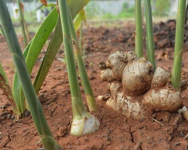 The Zingiber 'Ginger Root' 5" Pot features a thriving ginger plant with vibrant green stems and visible roots nestled in rich reddish-brown soil, showcasing its distinct beauty.