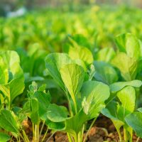 Close-up of a lush vegetable garden with young 4'' Mustard Greens thriving in rich soil, basking under sunlight.