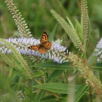 A small orange and black butterfly rests on purple flowers amid lush greenery, with a Piper 'Large Betel Leaf' Vine 5" Pot delicately weaving through the scene.