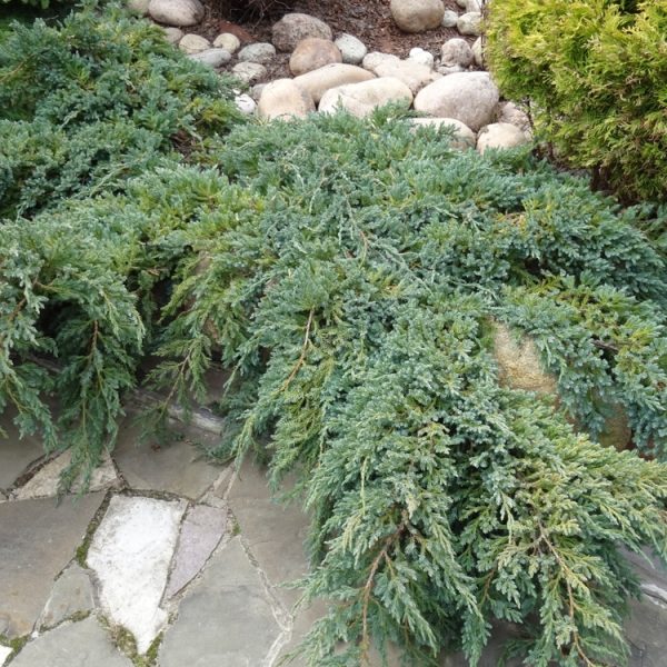 Green juniper shrubs sprawling over a stone path with a background of round stones and additional greenery.