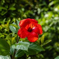 A vibrant Hibiscus Rio Clara 'Absolute Ruby' blooms against lush green foliage.