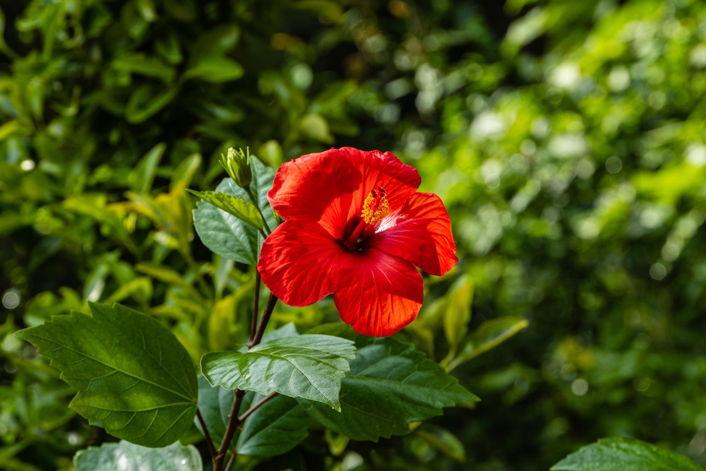 A vibrant Hibiscus Rio Clara 'Absolute Ruby' blooms against lush green foliage.