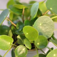 Close-up of a Pilea 'Chinese Money Plant' in an 8" pot hanging basket, showcasing its round, glossy green leaves on thin stems. It stands out beautifully against a light background.