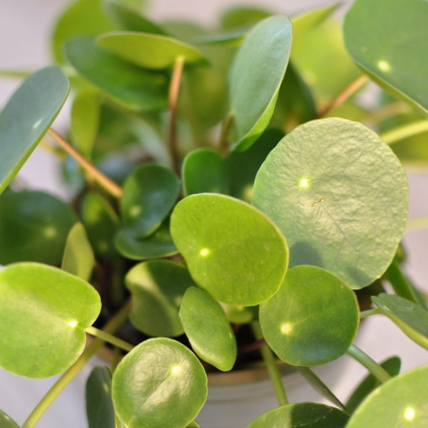 Close-up of a Pilea 'Chinese Money Plant' in an 8" pot hanging basket, showcasing its round, glossy green leaves on thin stems. It stands out beautifully against a light background.