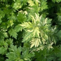 A close-up of the Mugwort 'Variegated' in a 4" pot showcases its green and variegated leaves, with some displaying lighter patches under natural sunlight.