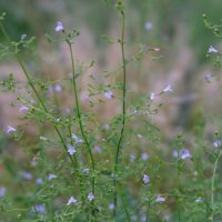 Delicate Calamintha 'Nepitella' flowers bloom on slender green stems, their beauty enhanced by a blurred natural background, while nestled in a charming 4" pot.