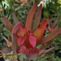 A Close-up of the vivid red and orange Leucadendron 'Oriental Blush' bloom in an 8" pot, featuring elongated petals nestled within lush green foliage.