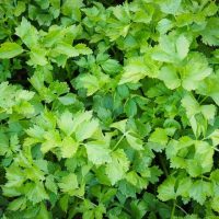 Close-up of Parcel 'Wild Celery' in full bloom, showcasing fresh green parsley-like leaves outdoors.