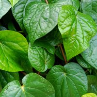 Close-up of lush, green leaves with prominent veins and a glossy surface, densely clustered together.