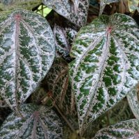 A close-up of vibrant green leaves, similar to the Piper Crocatum 'Red Betel Leaf' Vine in a 5" pot, showcases heart-shaped foliage with striking white veins that enhance this captivating vine's beauty.