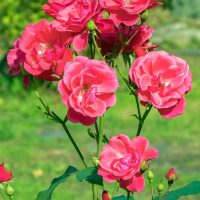 'Garden Friend' Rose Bush flourishes brilliantly with lush pink petals and vibrant green foliage, elegantly placed against a soft-focus garden setting.