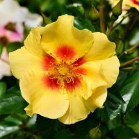 Close-up of Rose 'Eyes For You,' featuring its vibrant yellow petals with a striking red center, surrounded by lush green leaves and budding companions.