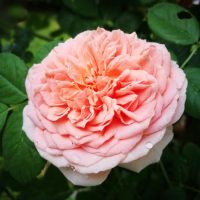 Close-up of a blooming Rose 'Charles Darwin' (David Austin), its pink petals adorned with dew droplets, surrounded by green leaves.