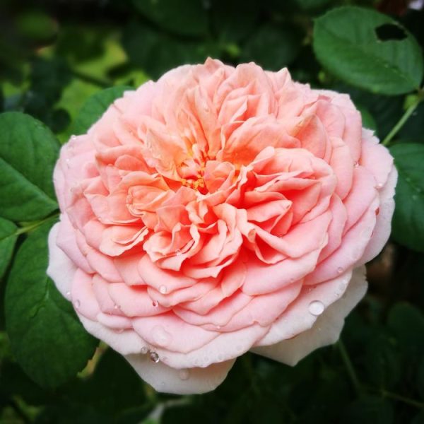 Close-up of a blooming Rose 'Charles Darwin' (David Austin), its pink petals adorned with dew droplets, surrounded by green leaves.