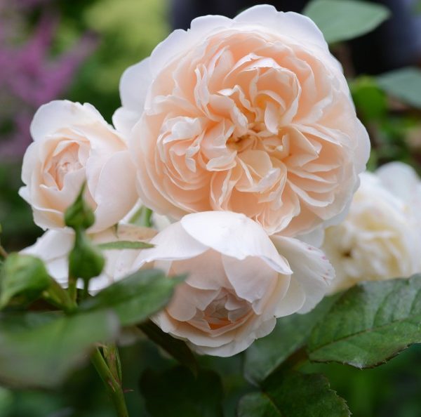 Close-up of the pale peach Rose 'Henri Matisse' Bush Form in full bloom, surrounded by green leaves and blurred background foliage.