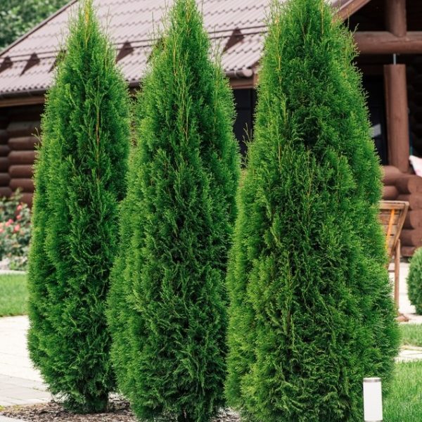 Three tall, narrow evergreen trees are lined up along a garden path, with a wooden cabin visible in the background.