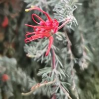 A close-up of Grevillea 'Spreading grevillea' Standard in a 12" pot, featuring small red flowers with thin, curved petals on a lush green stem.