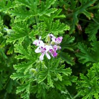 Green, deeply lobed leaves surround small clusters of pale pink and purple flowers on a citronella plant.