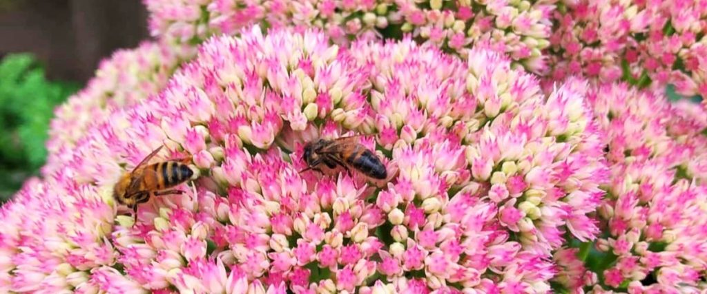 Two bees are perched on clusters of small pink and white flowers, collecting nectar. The blooms form dense, rounded bunches, a striking solution to common garden design problems with their colorful, textured backdrop.