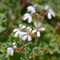 Close-up of white, five-petaled Geranium ‘Apple Cider’ Pelargonium flowers with pink markings and ruffled green leaves, grown in a 4” pot.