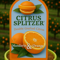 The Citrus Splitzer 'Mandarin and Orange' 4L Pot label displays images of a vibrant mandarin and juicy orange, set against lush trees and fruit, highlighting its unique double-grafted nature.