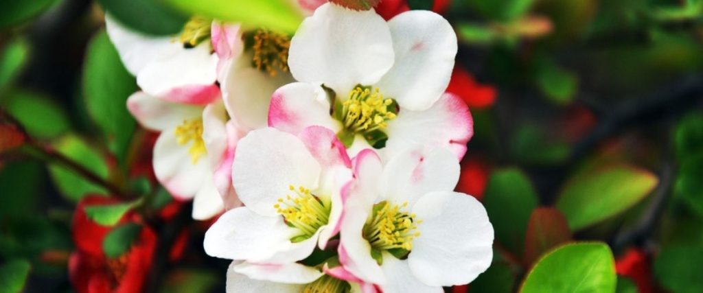 White and pink flowers with yellow centers are clustered together, surrounded by green leaves, offering a charming solution to common garden design problems.