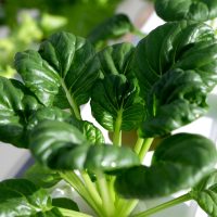 Close-up of a healthy, green leafy vegetable plant growing in a hydroponic system with sunlight shining on the leaves.