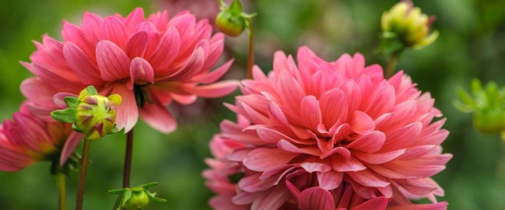 Pink dahlias in full bloom stand as a striking solution amidst green foliage, subtly addressing garden design problems with their vibrant presence.