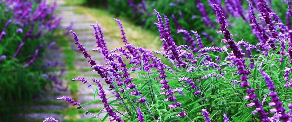 A stone path meanders through a garden lined with tall purple flowers and lush green leaves, showcasing a solution to common garden design problems.